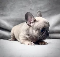 PUNCHY, a male French Bulldog for sale in Orlando, FL – Photo 3 of 6