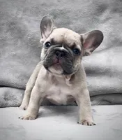 PUNCHY, a male French Bulldog for sale in Orlando, FL – Photo 2 of 6