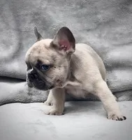 PUNCHY, a male French Bulldog for sale in Orlando, FL – Photo 5 of 6