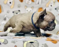 CHANCE, a male French Bulldog for sale in Orlando, FL – 3 of 9