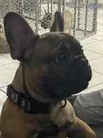Dexter, a male French Bulldog for sale in Orlando, FL – Photo 2 of 5