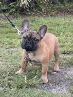 Dexter, a male French Bulldog for sale in Orlando, FL – Photo 3 of 5