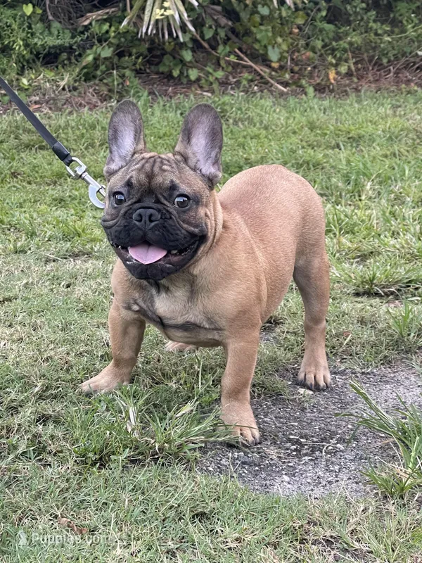 Dexter, a male French Bulldog for sale in Orlando, FL – Photo 1 of 5