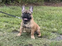 Dexter, a male French Bulldog for sale in Orlando, FL – Photo 4 of 5