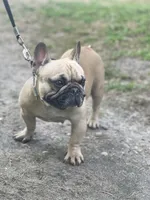 BEAU, a male French Bulldog for sale in Orlando, FL – 10 of 10