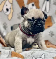 JAX, a male French Bulldog for sale in Orlando, FL – 4 of 6