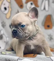 BEAU, a male French Bulldog for sale in Orlando, FL – 2 of 10