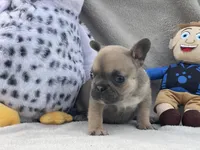 Tiny, a female French Bulldog for sale in Hawthorne, NY – 3 of 5