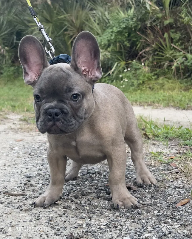 CHANCE – French Bulldog puppy for sale in Orlando, FL