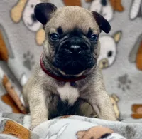 JAX, a male French Bulldog for sale in Orlando, FL – 2 of 6