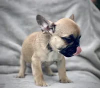 CHASE, a male French Bulldog for sale in Orlando, FL – Photo 1 of 8