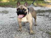 CHASE, a male French Bulldog for sale in Orlando, FL – Photo 7 of 8