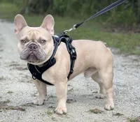 CHASE, a male French Bulldog for sale in Orlando, FL – Photo 8 of 8