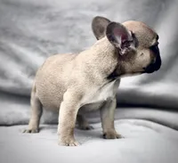 CHASE, a male French Bulldog for sale in Orlando, FL – Photo 3 of 8