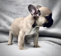 CHASE, a male French Bulldog for sale in Orlando, FL – Photo 5 of 8