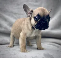 CHASE, a male French Bulldog for sale in Orlando, FL – Photo 2 of 8