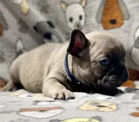 CHANCE, a male French Bulldog for sale in Orlando, FL – 2 of 9