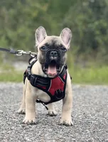 WELLER, a male French Bulldog for sale in Orlando, FL – Photo 6 of 7