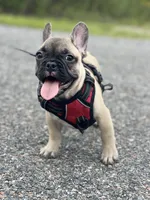 WELLER, a male French Bulldog for sale in Orlando, FL – Photo 7 of 7