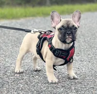 WELLER, a male French Bulldog for sale in Orlando, FL – Photo 3 of 7