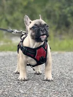 WELLER, a male French Bulldog for sale in Orlando, FL – Photo 5 of 7