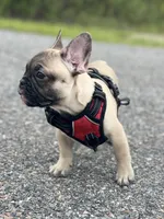 WELLER, a male French Bulldog for sale in Orlando, FL – Photo 4 of 7