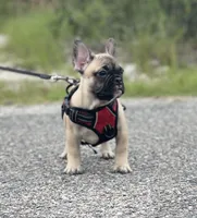 WELLER, a male French Bulldog for sale in Orlando, FL – Photo 1 of 7