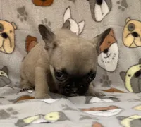 RUBBLE, a male French Bulldog for sale in Orlando, FL – Photo 6 of 8