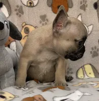 RUBBLE, a male French Bulldog for sale in Orlando, FL – Photo 1 of 8