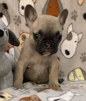 RUBBLE, a male French Bulldog for sale in Orlando, FL – Photo 3 of 8