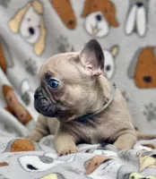BEAU, a male French Bulldog for sale in Orlando, FL – 4 of 10