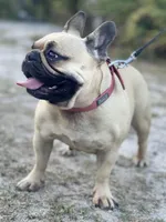 KONG, a male French Bulldog for sale in Orlando, FL – Photo 7 of 10
