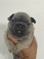 KONG, a male French Bulldog for sale in Orlando, FL – Photo 9 of 10