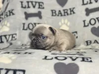 KONG, a male French Bulldog for sale in Orlando, FL – Photo 6 of 10