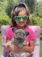 KONG, a male French Bulldog for sale in Orlando, FL – Photo 8 of 10