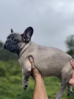 KONG, a male French Bulldog for sale in Orlando, FL – Photo 2 of 10