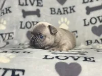 KONG, a male French Bulldog for sale in Orlando, FL – Photo 5 of 10