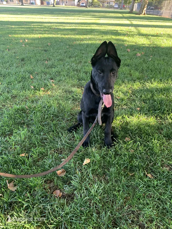 Bella – Belgian Malinois puppy for sale in Yuba City, CA