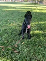 Bella, a female Belgian Malinois for sale in Yuba City, CA – 1 of 4