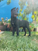 Luna , a female Belgian Malinois for sale in Yuba City, CA – 2 of 2