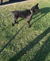 Bella, a female Belgian Malinois for sale in Yuba City, CA – 4 of 4