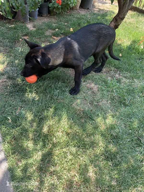 Luna  – Belgian Malinois puppy for sale in Yuba City, CA