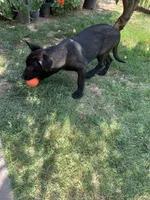 Luna , a female Belgian Malinois for sale in Yuba City, CA – 3 of 3