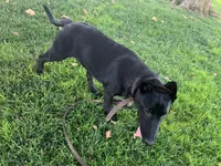 Bella, a female Belgian Malinois for sale in Yuba City, CA – 2 of 4