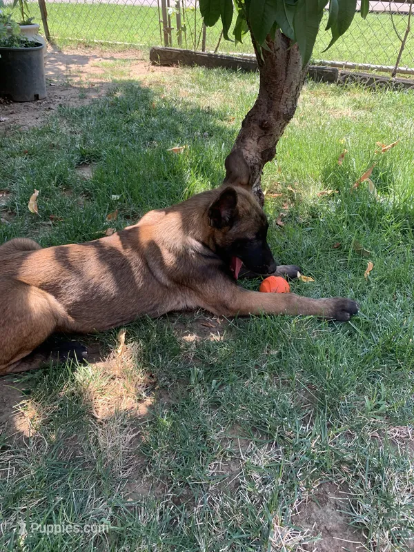 Atina – Belgian Malinois puppy for sale in Yuba City, CA