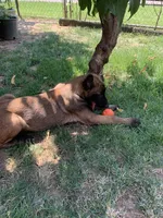 Atina, a female Belgian Malinois for sale in Yuba City, CA – 1 of 1