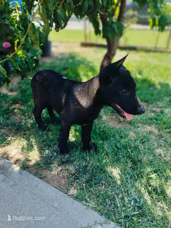 Luna  – Belgian Malinois puppy for sale in Yuba City, CA
