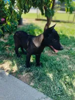 Luna , a female Belgian Malinois for sale in Yuba City, CA – 1 of 2
