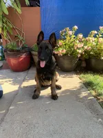 Athena, a female Belgian Malinois for sale in Yuba City, CA – 2 of 3