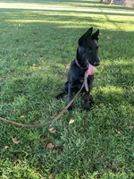Bella, a female Belgian Malinois for sale in Yuba City, CA – 3 of 4